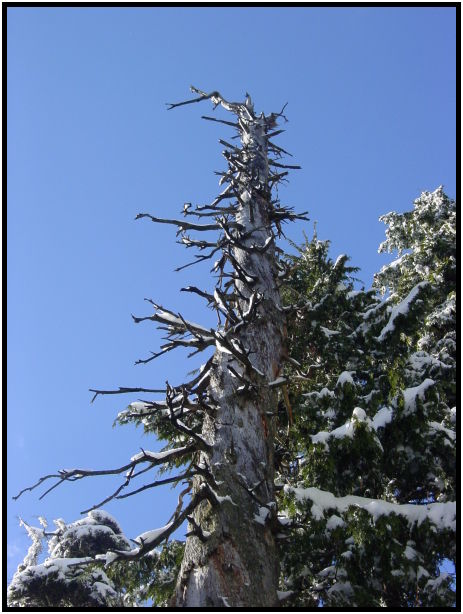 flora: tree: unknown tree : s-dsc024959.jpg