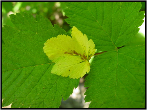 flora: leaf : s-dsc025596.jpg