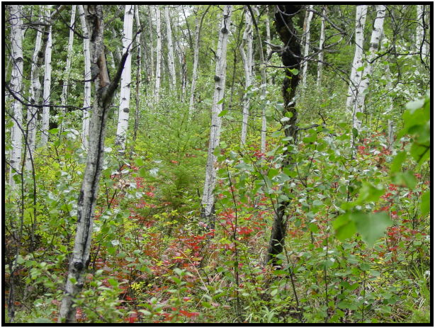 place: Canada: Yukon: Dawson city : s-dsc026614.jpg