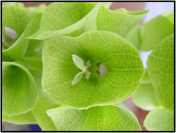 flora: flower: unknown flower : s-dsc026644.jpg