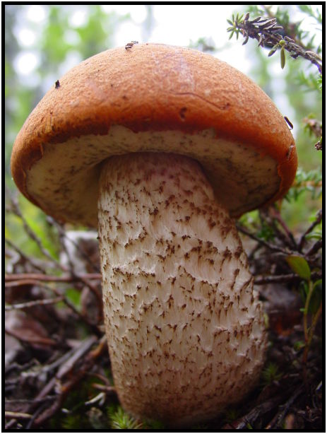 flora: mushroom: mushroom unknown : s-dsc026280.jpg