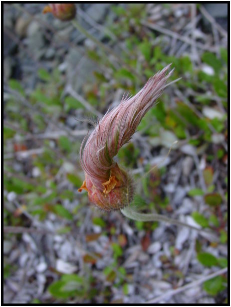 flora: flower: unknown flower : s-dsc026293.jpg