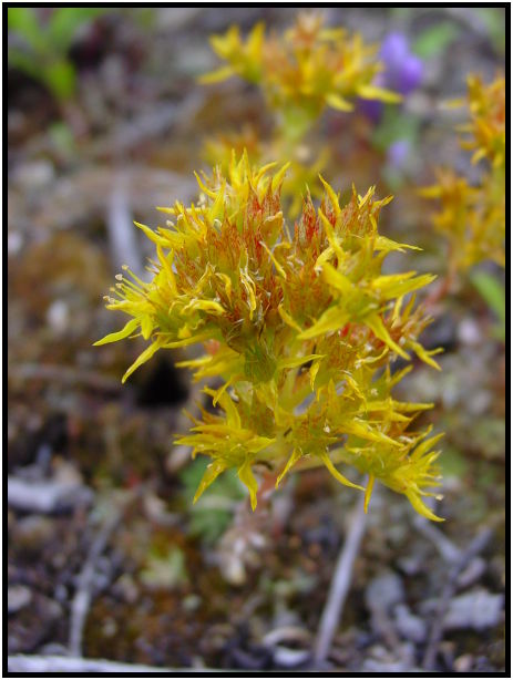 place: Canada: Yukon: Kluane National Park : s-dsc026298.jpg