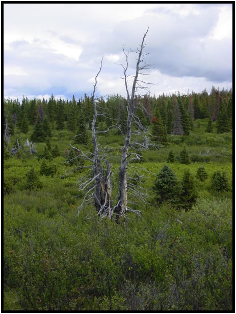 place: Canada: Yukon: Kluane National Park : s-dsc026314.jpg