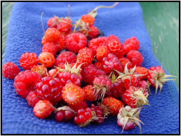 flora: berry: wild strawberry : s-dsc026265.jpg