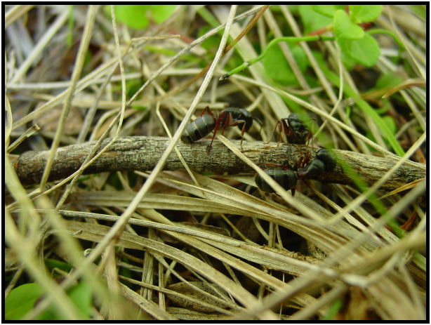 insect: ant : s-dsc026683.jpg
