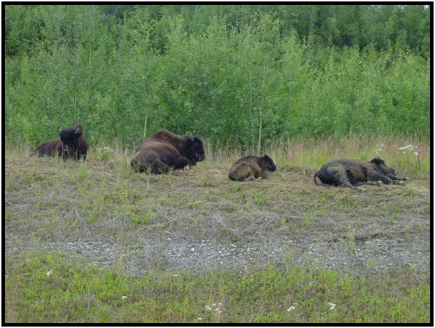 place: Canada: Yukon: Teslin Lake : s-dsc026012.jpg
