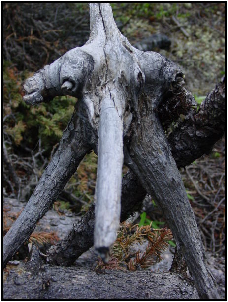flora: tree: stump : s-dsc026727.jpg