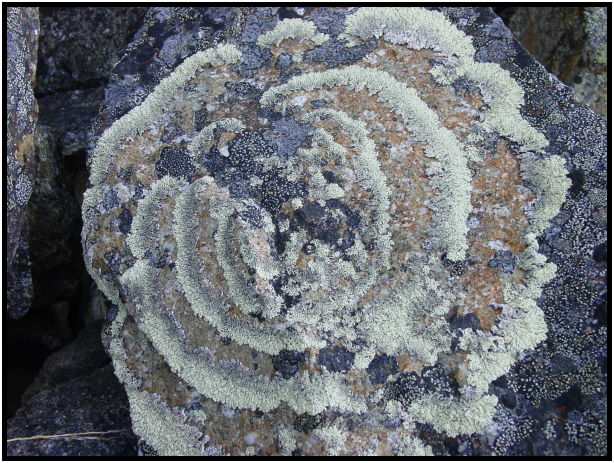 flora: lichen : s-dsc026197.jpg