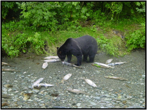 animal: bear : s-dsc026809.jpg