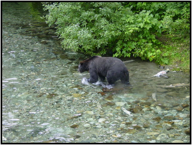 animal: bear : s-dsc026810.jpg