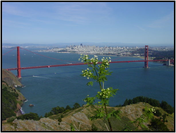 place: USA: California: San Francisco : s-dsc025395.jpg