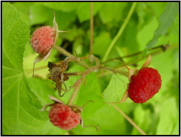 flora: berry: thimbleberry : s-dsc028265.jpg