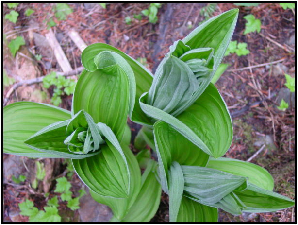flora: flower: unknown flower : s-dsc027831.jpg