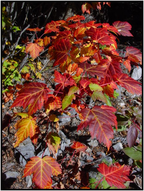 flora: leaf : s-dsc028068.jpg