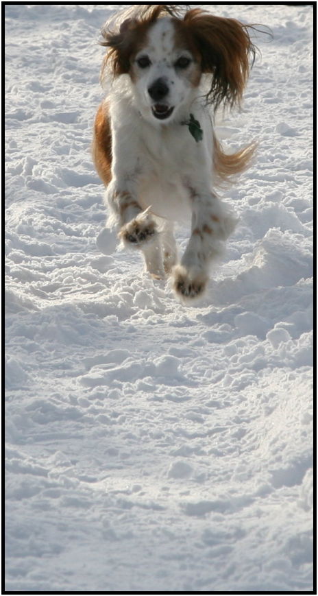 place: Canada: British Columbia: Nelson: Nelson city : s-flying_dog.jpg
