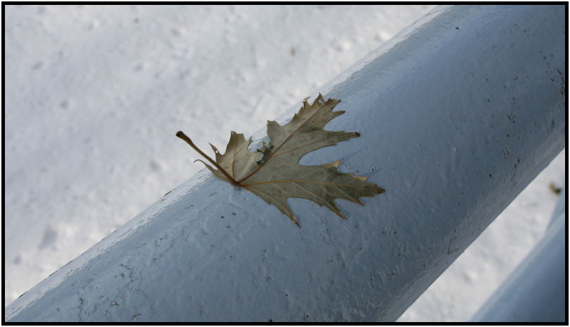 flora: leaf : s-leaf.jpg