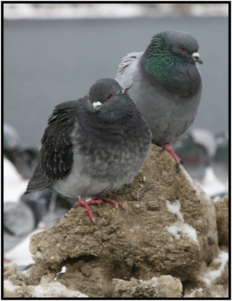 bird: pigeon : s-pigeon2.jpg