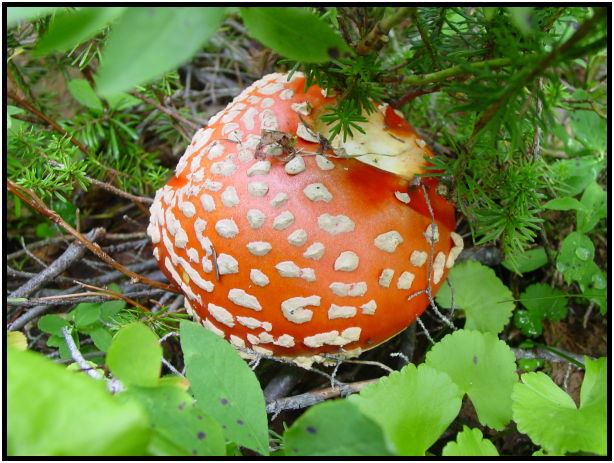 flora: mushroom: mushroom unknown : s-dsc027891.jpg