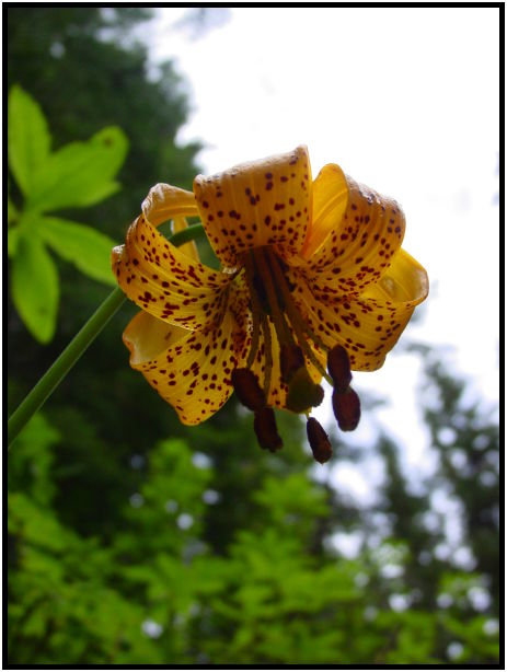 place: USA: Washington: Olympic Peninsula: Boulder Creek : s-dsc027896.jpg