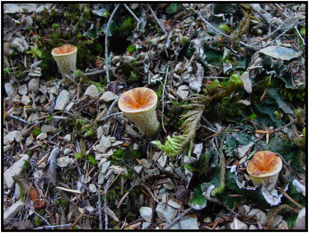 place: USA: Washington: Olympic Peninsula: Boulder Creek : s-dsc027947.jpg