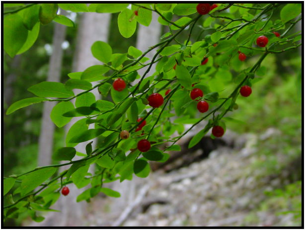 flora: berry: red huckleberry : s-dsc027948.jpg