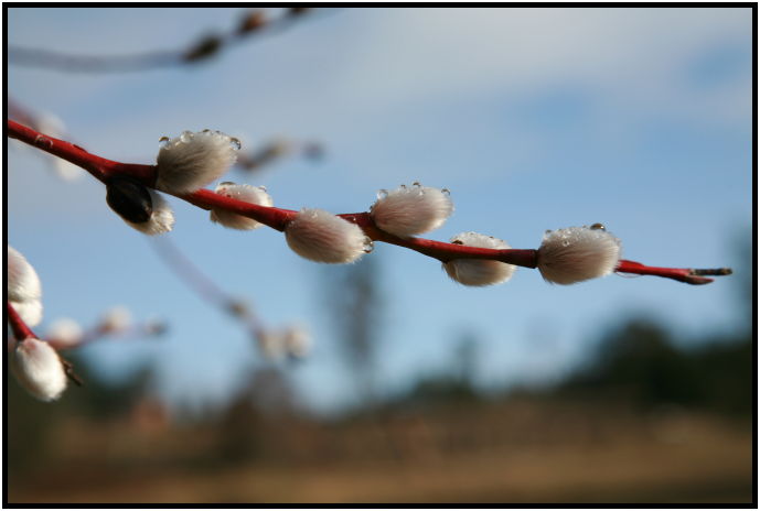 flora: tree: pussy willow : s-IMG_1364.jpg