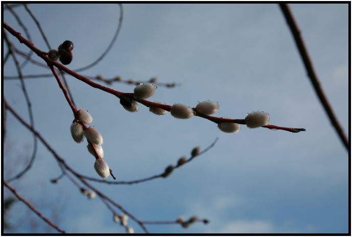 flora: tree: pussy willow : s-IMG_1370.jpg