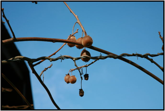 flora: fruit: kiwi : s-IMG_1417.jpg