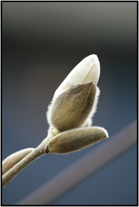 flora: flower: magnolia : s-IMG_1719.jpg