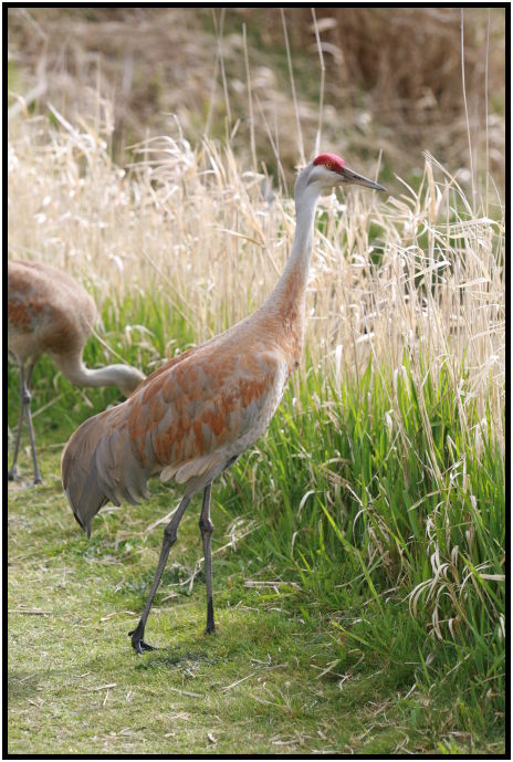 site: man made: crane : s-IMG_2224.jpg