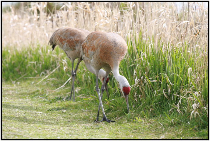 place: Canada: British Columbia: Vancouver: George C. Reifel Migratory Bird Sanctuary : s-IMG_2235.jpg