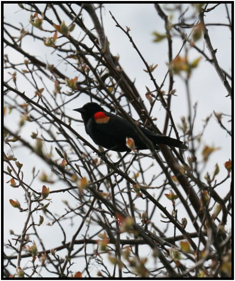 bird: black bird : s-IMG_2276.jpg