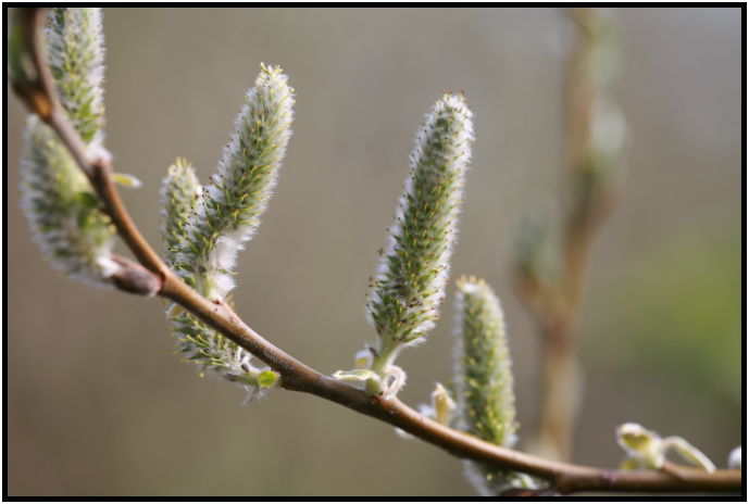 flora: tree: pussy willow : s-IMG_2409.jpg