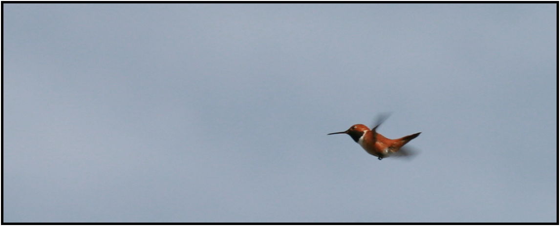 place: Canada: British Columbia: Vancouver: George C. Reifel Migratory Bird Sanctuary : s-IMG_2455.jpg