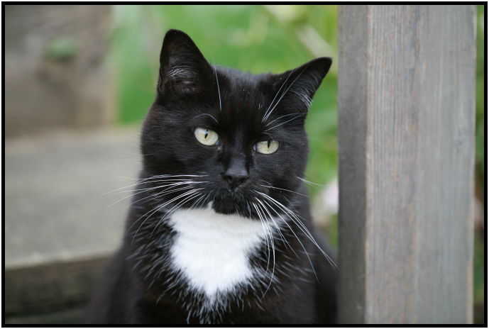 animal: cat : s-IMG_2529.jpg