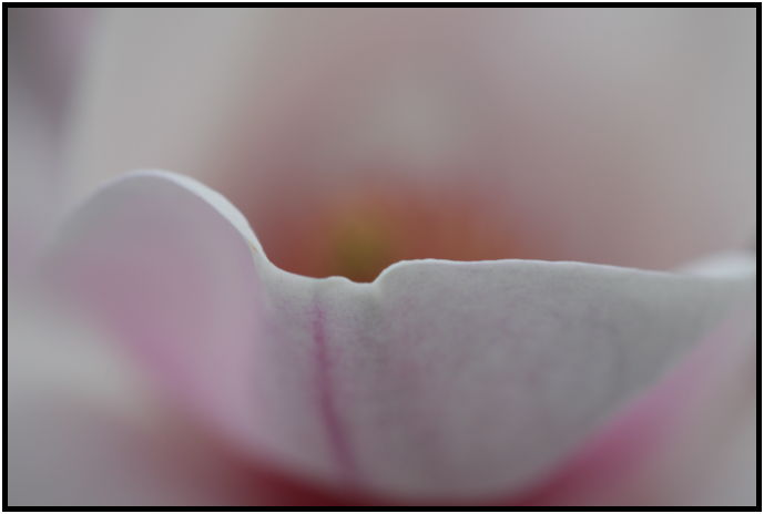 flora: flower: magnolia : s-IMG_2545.jpg