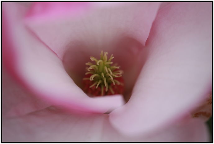 flora: flower: magnolia : s-IMG_2549.jpg