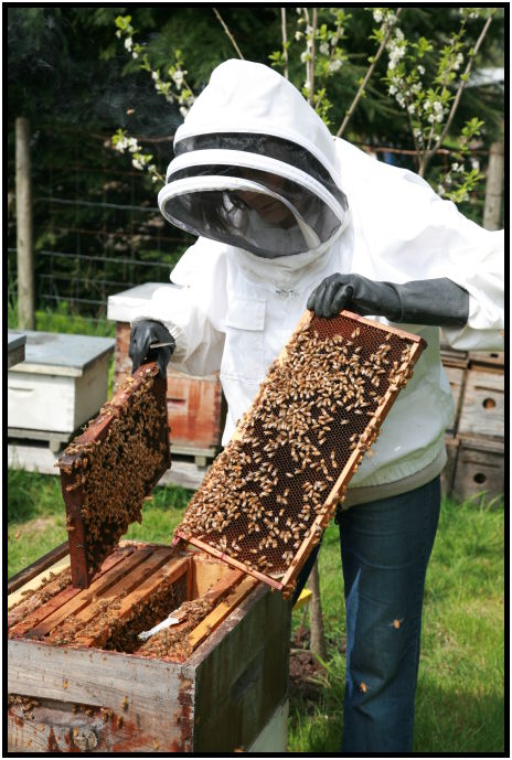 insect: beehive : s-IMG_2705.jpg