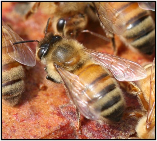 insect: beehive : s-IMG_2733_crop1.jpg