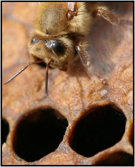 insect: beehive : s-IMG_2748_crop.jpg
