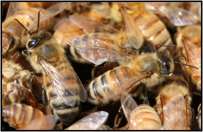 insect: beehive : s-IMG_2767_crop.jpg