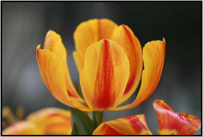 flora: flower: tulip : s-IMG_1256.jpg