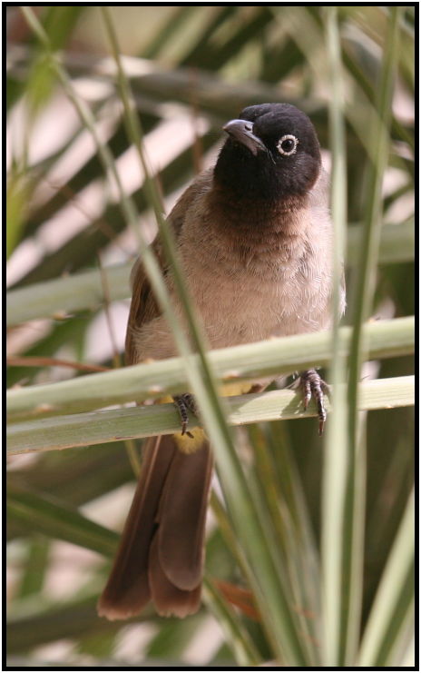 place: Israel: Dead Sea : s-IMG_3714.jpg