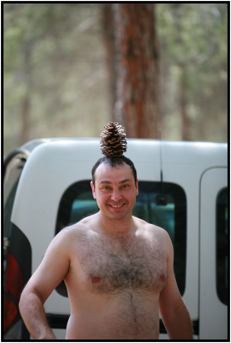 flora: tree: cone : s-IMG_3534.jpg