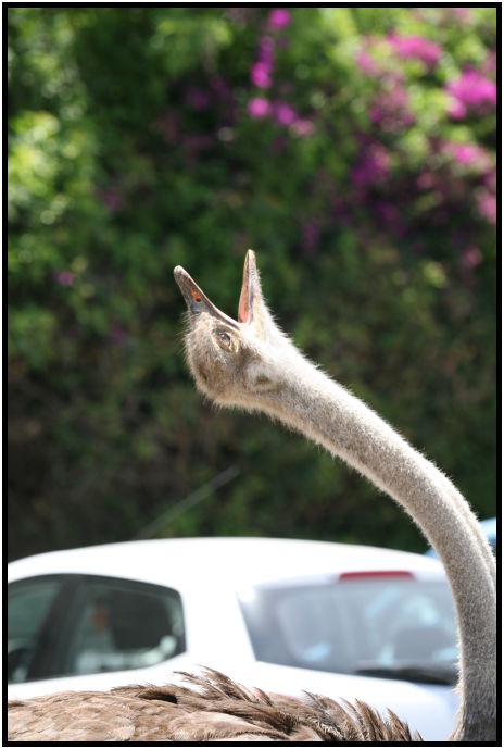 bird: ostrich : s-IMG_2960.jpg