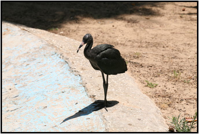 bird: ibis : s-IMG_2964.jpg