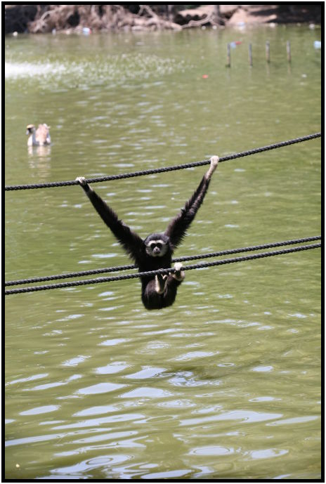 animal: monkey : s-IMG_2987.jpg