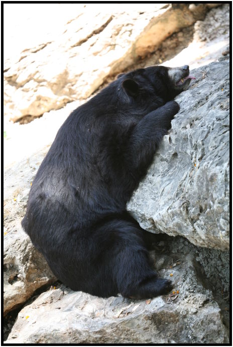 animal: bear : s-IMG_3060.jpg