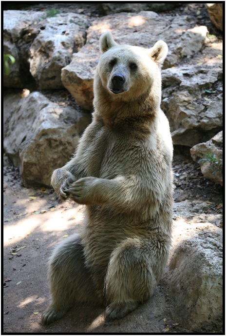 animal: bear : s-IMG_3077.jpg